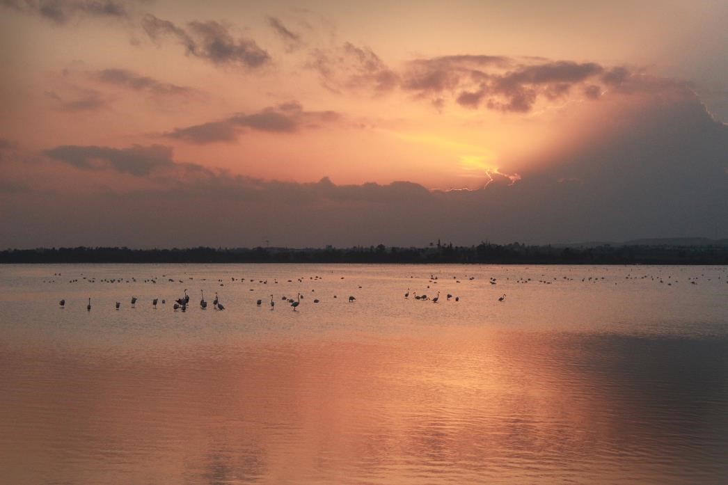 Wetlands 1