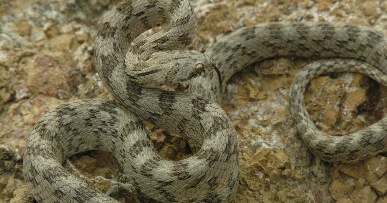 The Open University of Cyprus coordinates a new research project focused on the conservation of herpetofauna